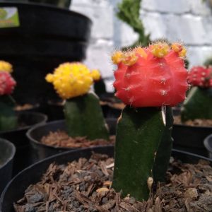 succulent cactus merah
